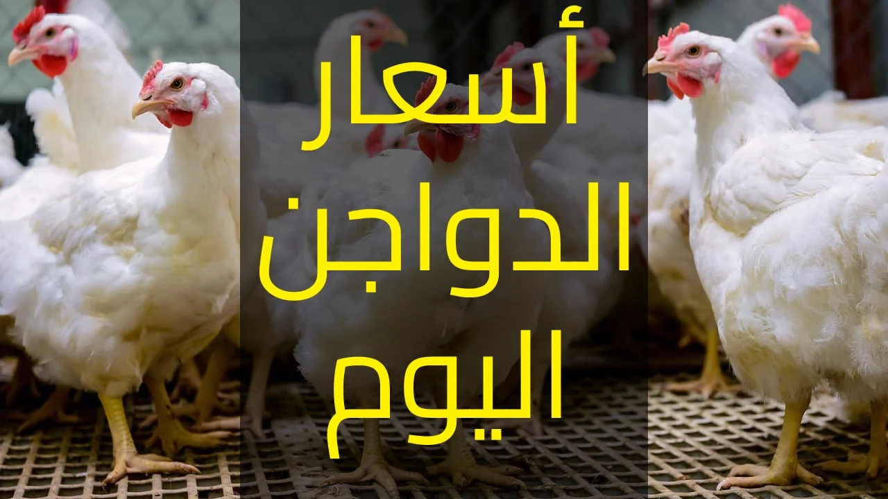 ” بكام النهاردة” أسعار بورصة الدواجن اليوم السبت 22 يونيو 2024 فى الاسواق وجميع منافذ البيع المصريه