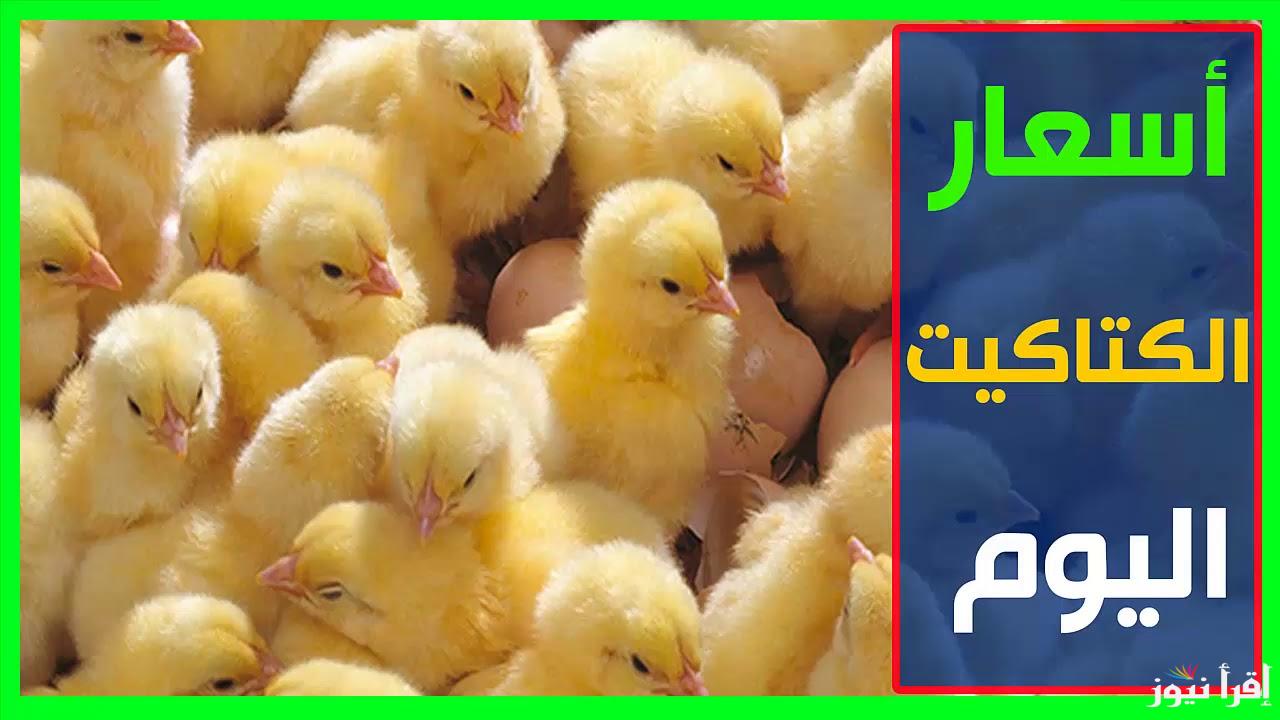 “ساسو وهجين” سعر الكتكوت الابيض اليوم السبت 2024/10/26 للمستهلكين في المحلات التجارية