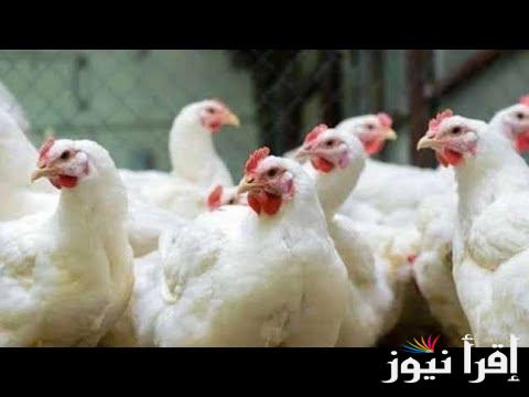 بورصة الدواجن اسعار الفراخ اليوم الأحد الموافق 3 نوفمبر 2024 وأسعار الكتاكيت والبيض