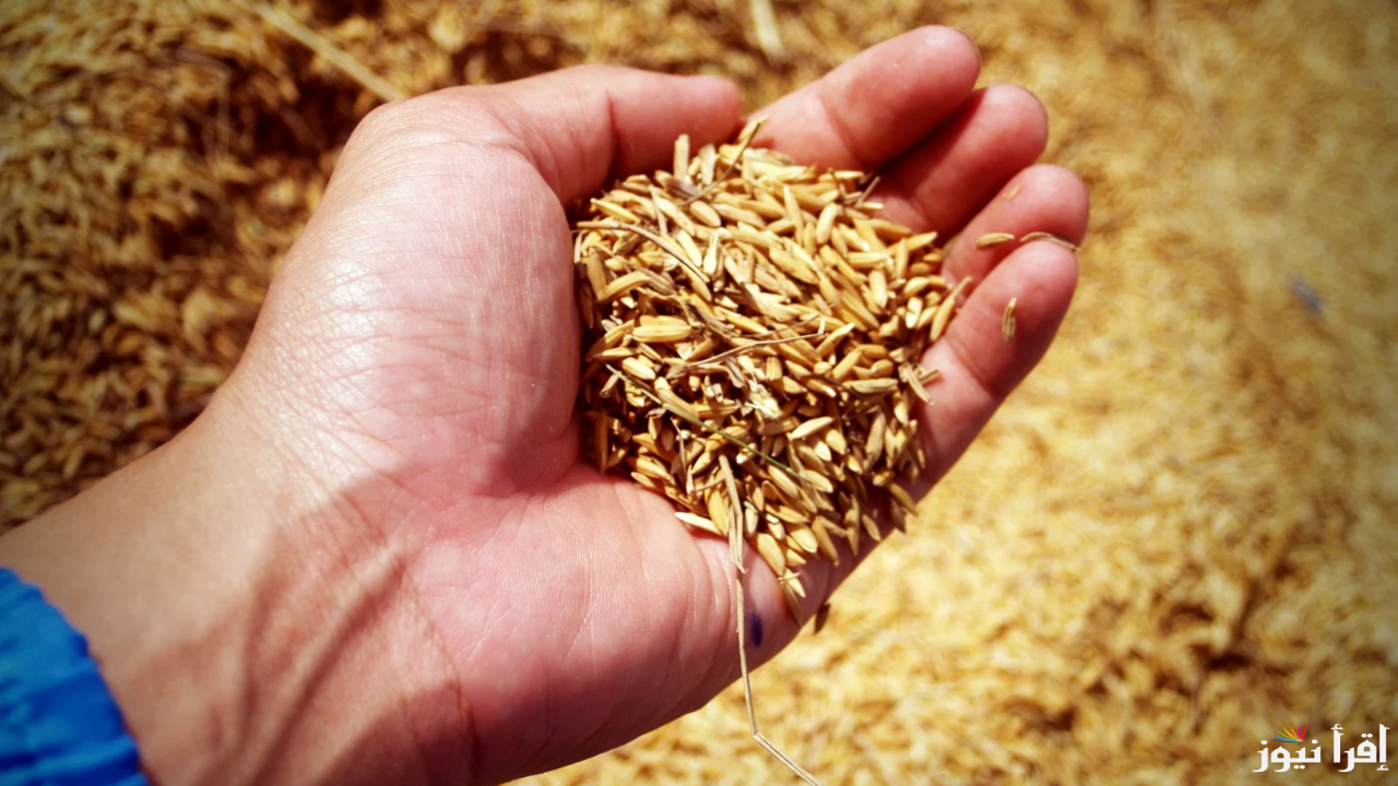 الحق نفسك قبل ما يفوتك القطر.. سعر طن الأرز الشعير اليوم الأحد 12 يناير 2025 في مصر وفي الأسواق المصرية 