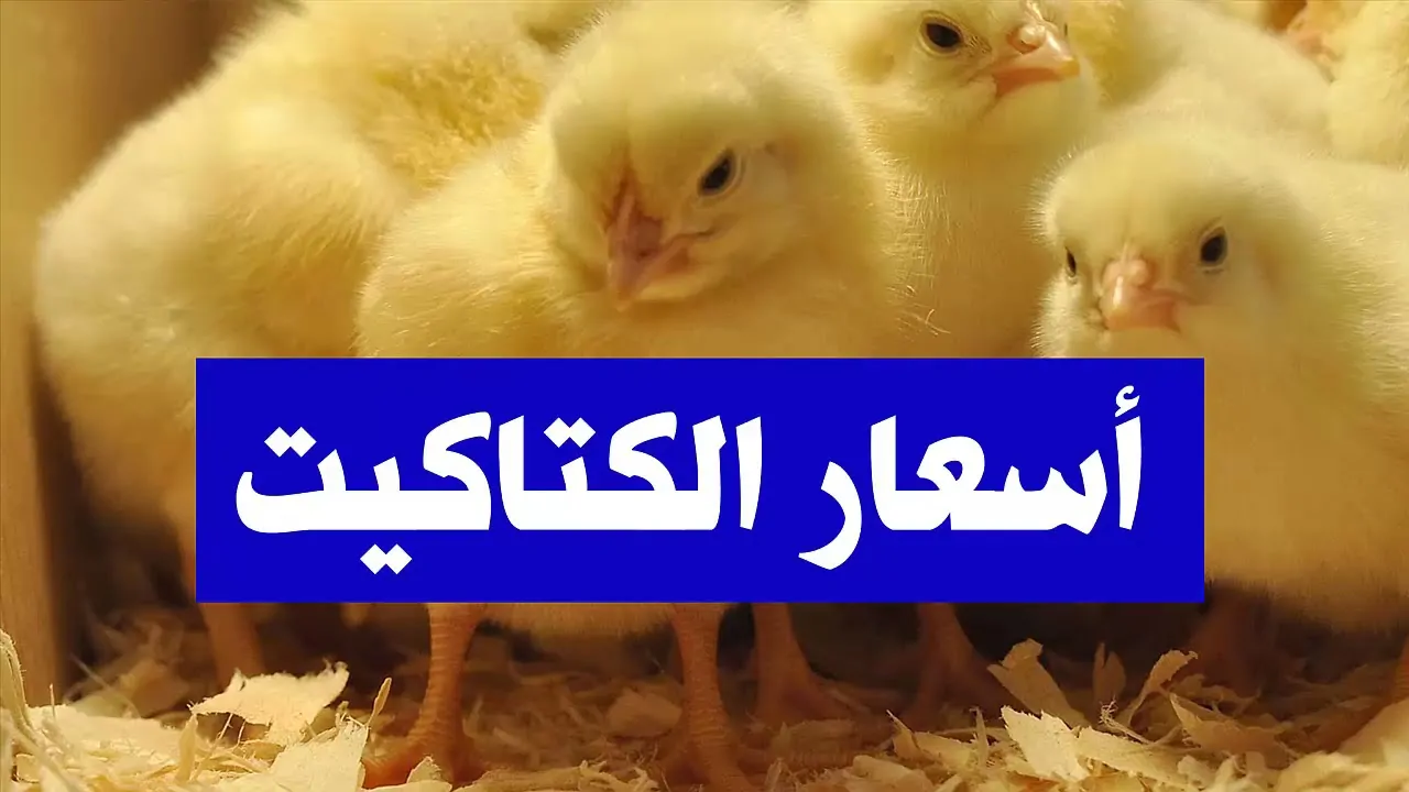 أسعار الكتاكيت اليوم الاحد 12 يناير 2025 داخل بورصة الدواجن وفقاً للتعاملات الصباحية