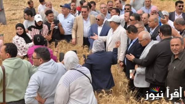 بدء حصاد القمح في محافظة الدقهلية لموسم 2025 تفاصيل