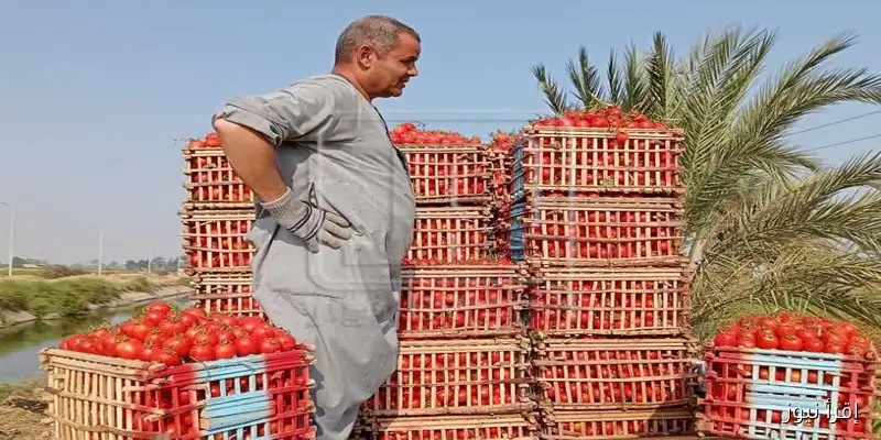 أسعار الخضروات اليوم السبت 23 أغسطس: البامية تصل إلى 40 جنيها في أسواق المنيا