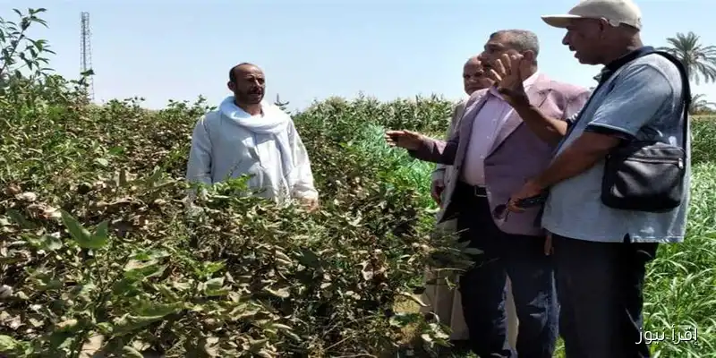 انطلاق موسم جني القطن في أسيوط: صور توثق اللحظات المميزة