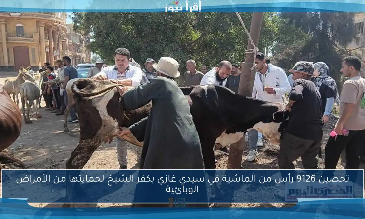 تحصين 9126 رأس من الماشية في سيدي غازي بكفر الشيخ لحمايتها من الأمراض الوبائية