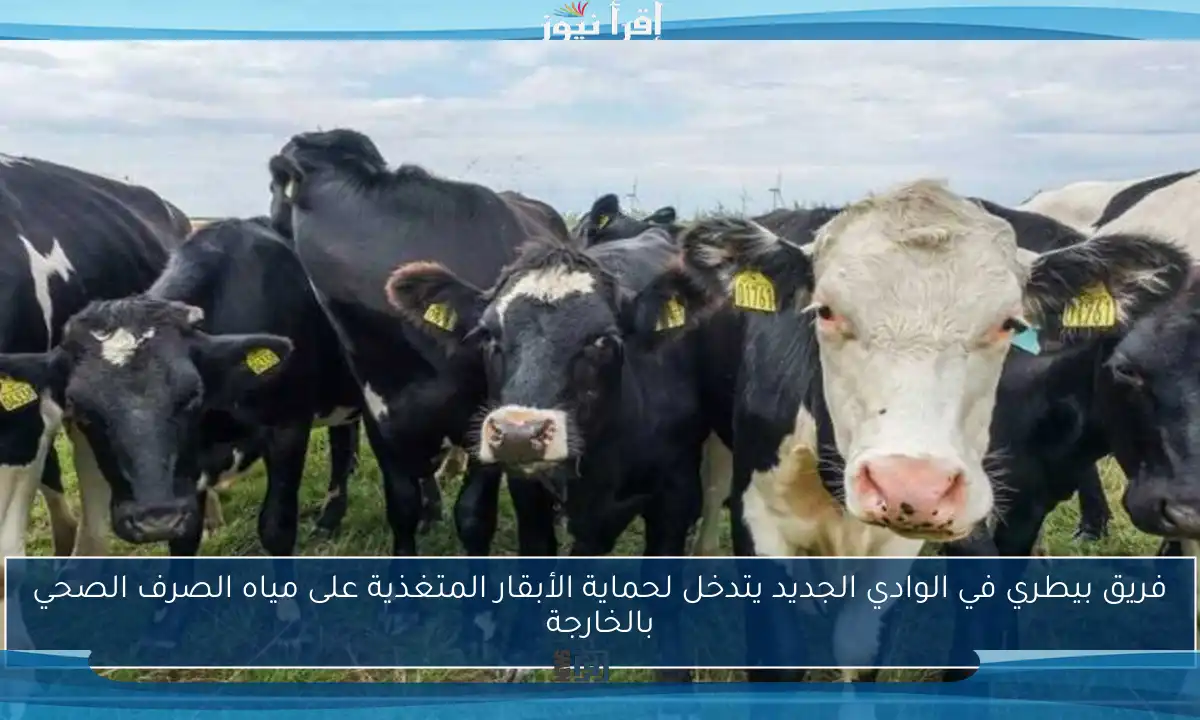 فريق بيطري في الوادي الجديد يتدخل لحماية الأبقار المتغذية على مياه الصرف الصحي بالخارجة