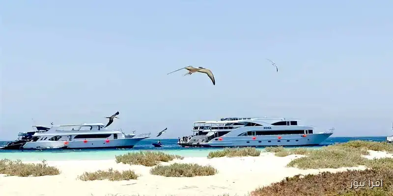 اكتشف سحر حماطة: وجهة مثالية لمحبي الغوص ومغامرات السفاري في أحضان الطبيعة البرية والبحرية