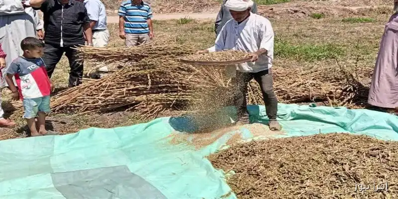 انطلاق موسم حصاد 16 ألف فدان من السمسم في المنيا وأسيوط: صور توثق اللحظات المميزة